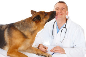 Pet Accident Lawyer